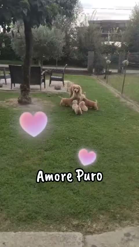 Golden Retriever cani in vendita: Cucciolo maschio Golden retriever pedigree ENCI  - Video 1