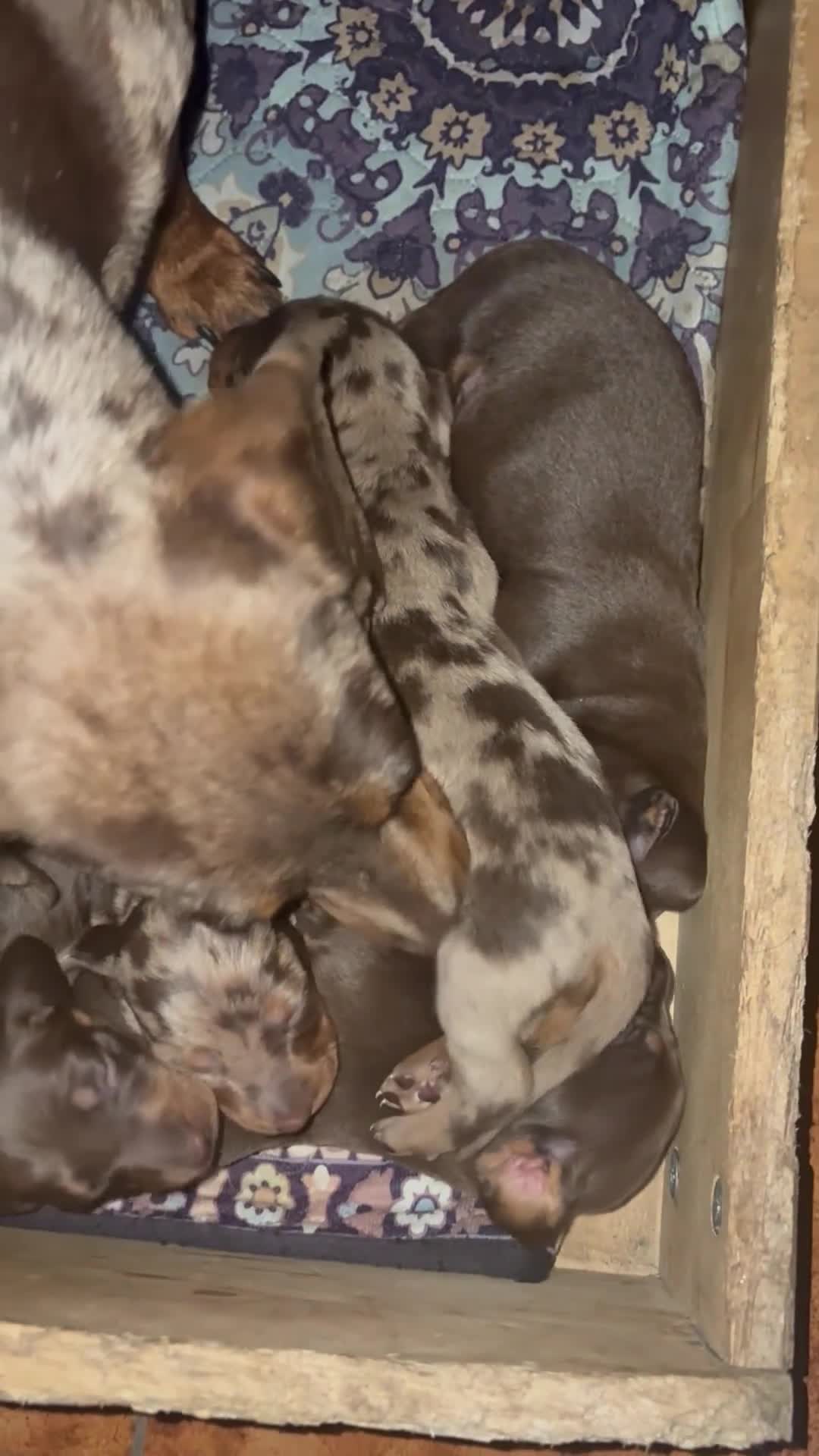 Bassotto cani in vendita: Bassotti - Video 1