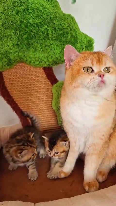 British gatti in vendita: British Shorthair  - Video 1