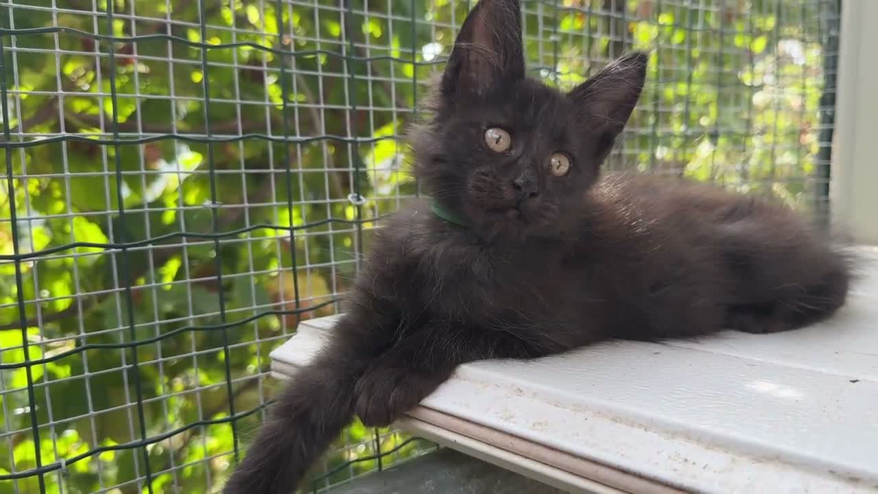 Maine Coon gatti in vendita: Cucciolo di maine coon manto nero (Daiquiri) - Video 3