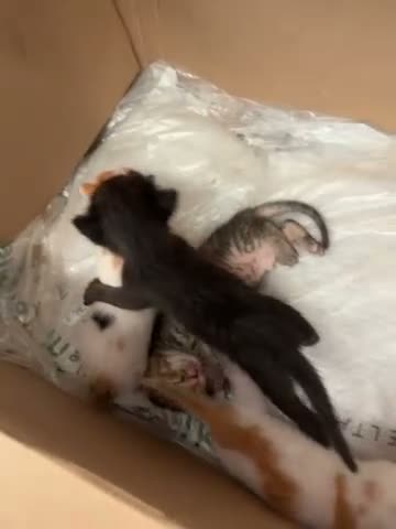 Altre razze gatti in vendita: Sono 9 gattini a Libero consorzio comunale di Ragusa - Video 1