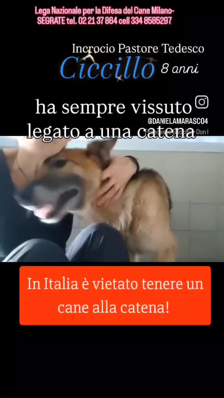 Meticcio cani in regalo: CICCILLO PASTORE TEDESCO - Video 1