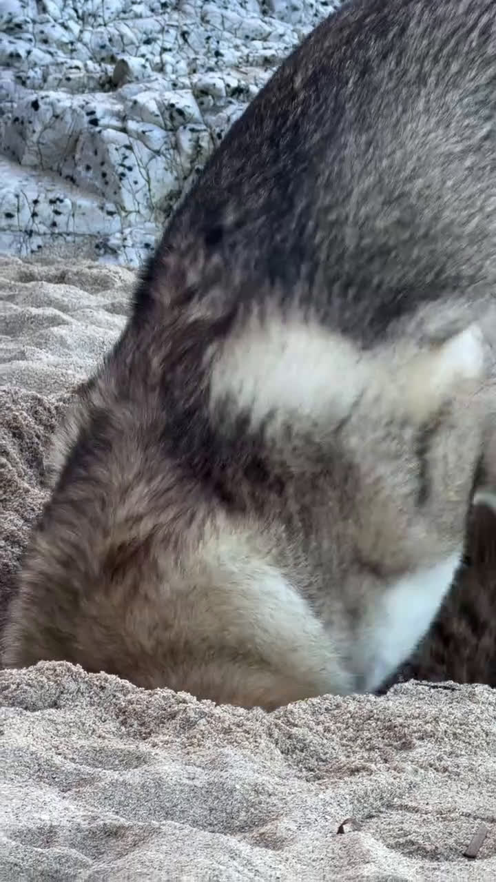 Lupo Cecoslovacco cani in regalo: Vero lupo cecoslovacco 3 anni - Video 2