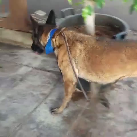 Meticcio cani in regalo: Akila, Malinois dolce e giocherellona - Video 4