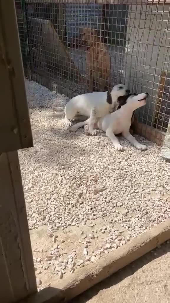 Meticcio cani in regalo: CHI ADOTTA QUESTE TENERE SORELLINE? - Video 2