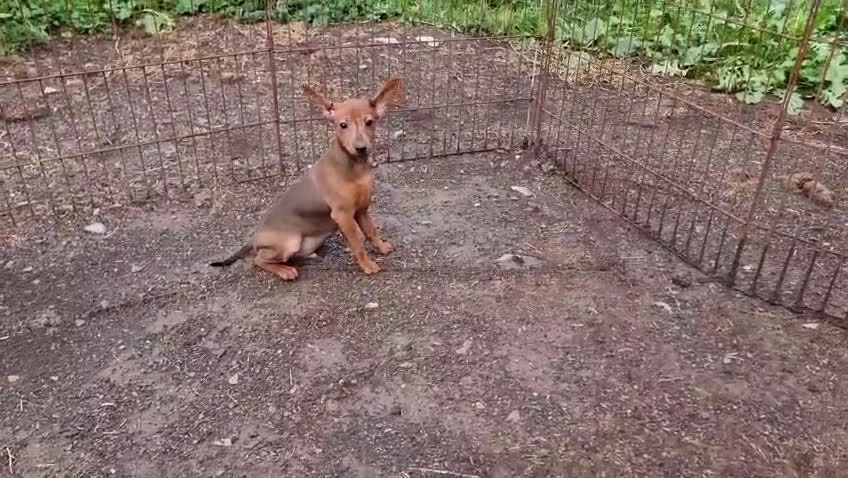 Pinscher Miniatura cani in vendita: Cucciolo Zwergpinscher - Video 1