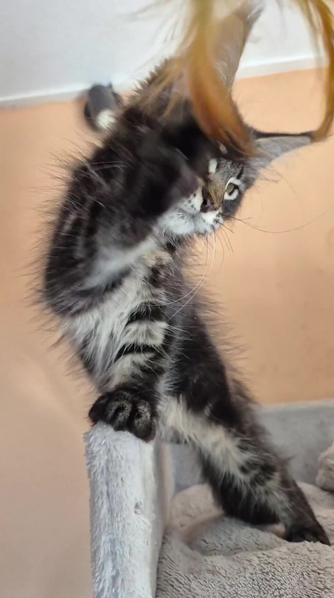 Maine Coon gatti in vendita: Maine Coon Cucciola con Pedigree - Video 1