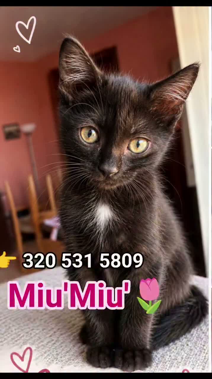 Europeo gatti in regalo:  MIU'  GATTINA DOLCISSIMA DI TRE MESI - Video 1