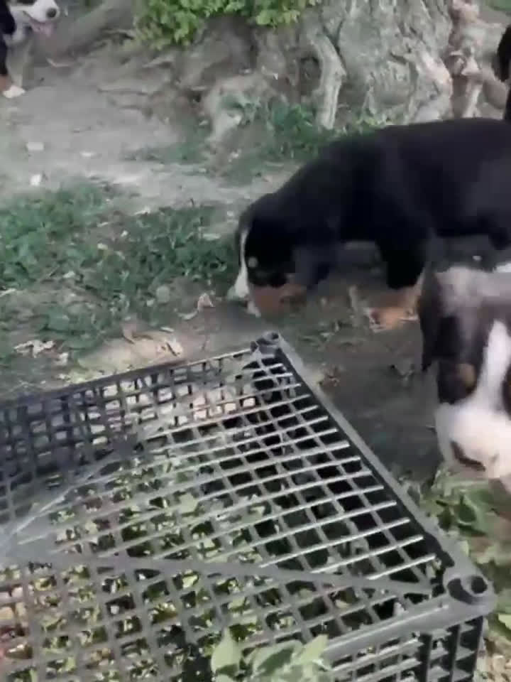Grande Bovaro Svizzero cani in vendita: un cucciolo di bovaro cambia la vita in meglio! - Video 2