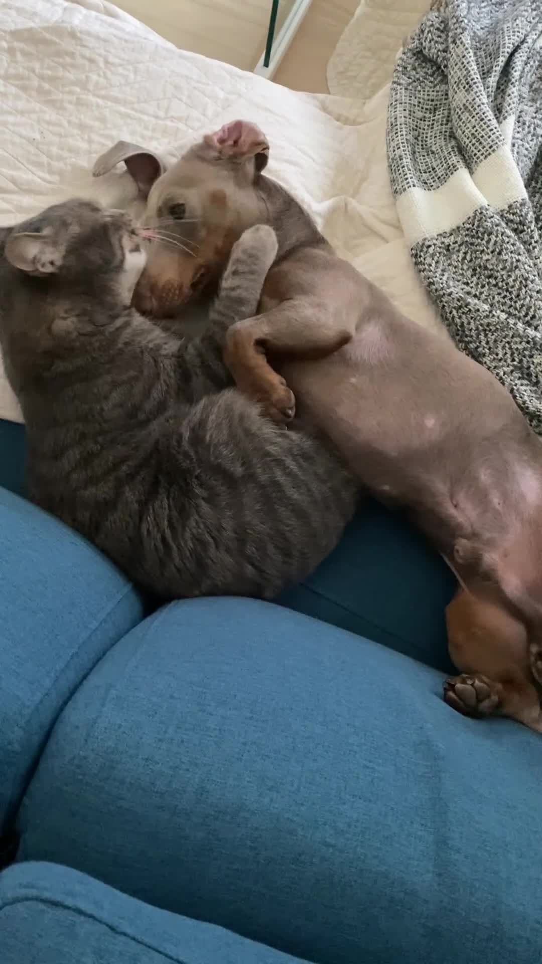 Bassotto Nano cani per accoppiamento: Spillo, disponibile per monta.  - Video 1