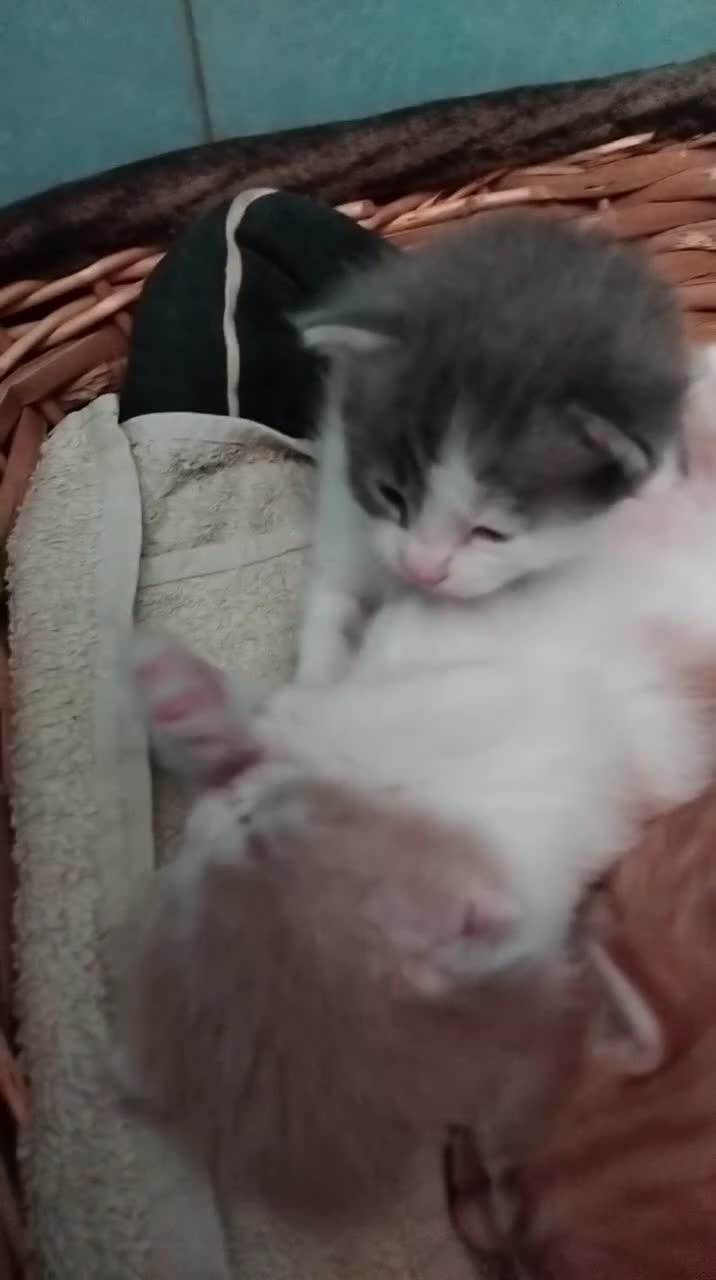 Meticcio gatti in regalo: Gatti - Video 2