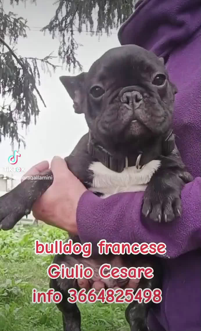 Bulldog Francese cani in vendita: Ultimi cuccioli bulldog francese  - Video 2