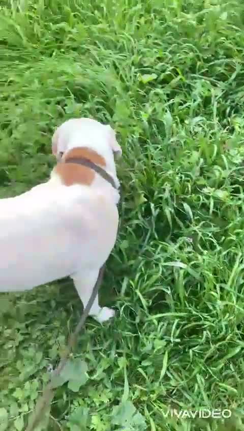 Meticcio cani in regalo: Lulù splendida cagnolina - Video 2