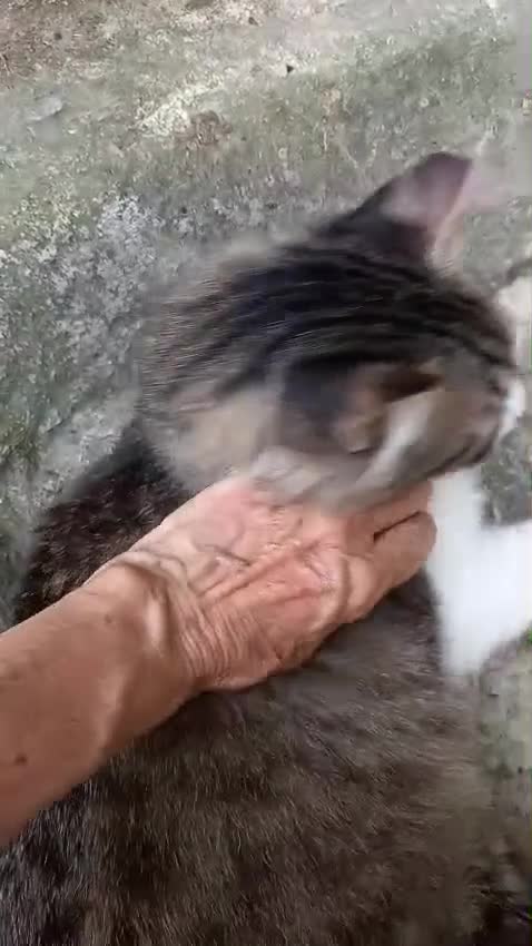 Europeo gatti in regalo: Dolcissima, super coccolona micia Blu  - Video 2