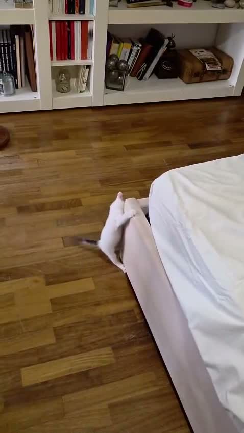 Europeo gatti in regalo: Eros cerca famiglia - Video 2