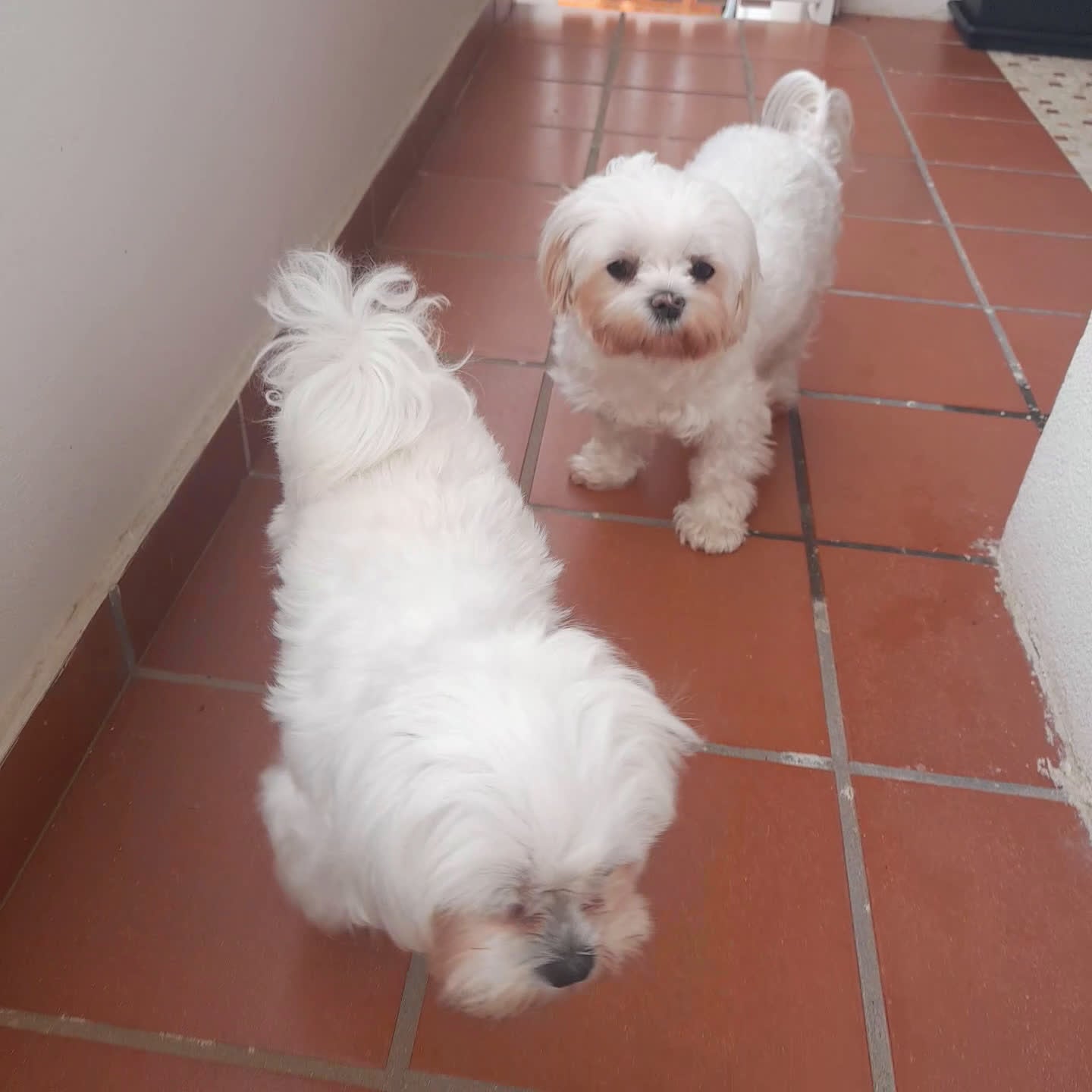 Maltese cani in vendita: Maltesi disponibili 2 a Provincia del Sulcis Iglesiente - Video 1