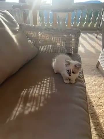 Altre razze gatti in vendita: gattino in vendita - Video 1
