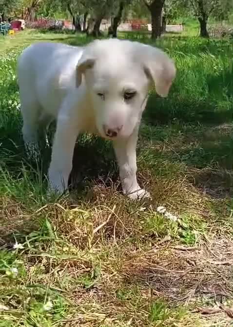 Meticcio cani in regalo: Cuccioli meticci taglia medio abbondante  - Video 3