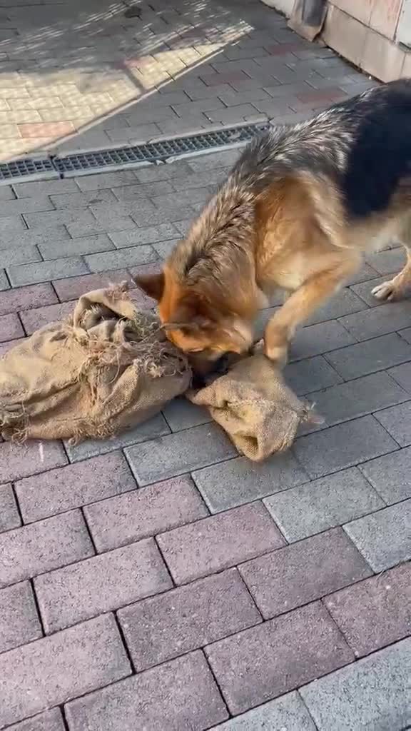 Meticcio cani in regalo: RAMOS PASTORE TEDESCO - Video 2