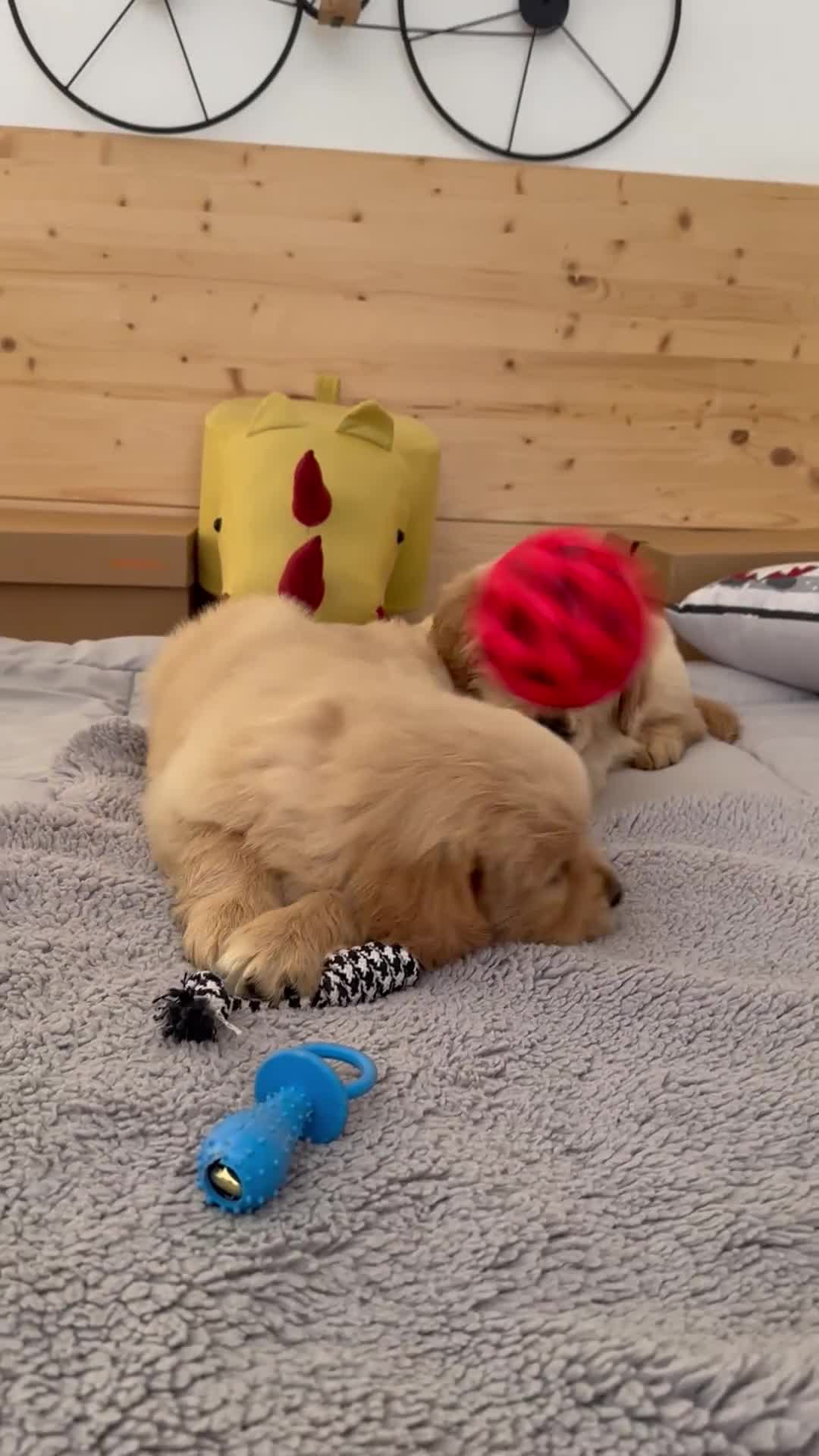 Golden Retriever cani in vendita: Golden Retriever americani, cuccioli a Provincia autonoma di Trento - Video 1