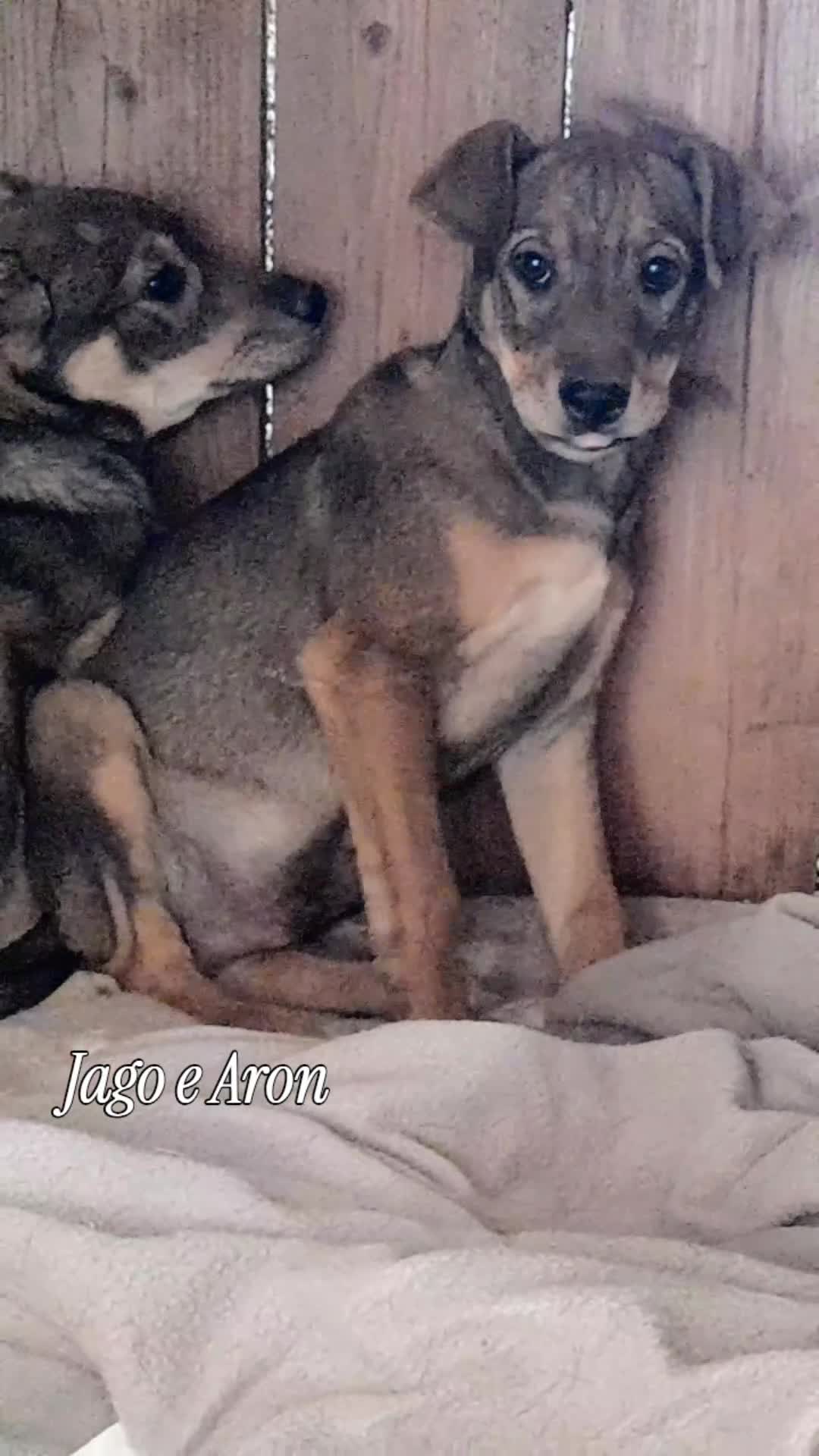 Meticcio cani in regalo: Aron e Jago dolcissimi cuccioli in adozione - Video 1