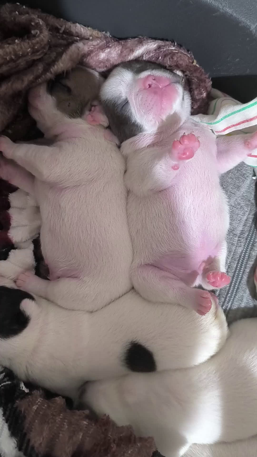 Bulldog Francese cani in vendita: Bulldog francese  - Video 1