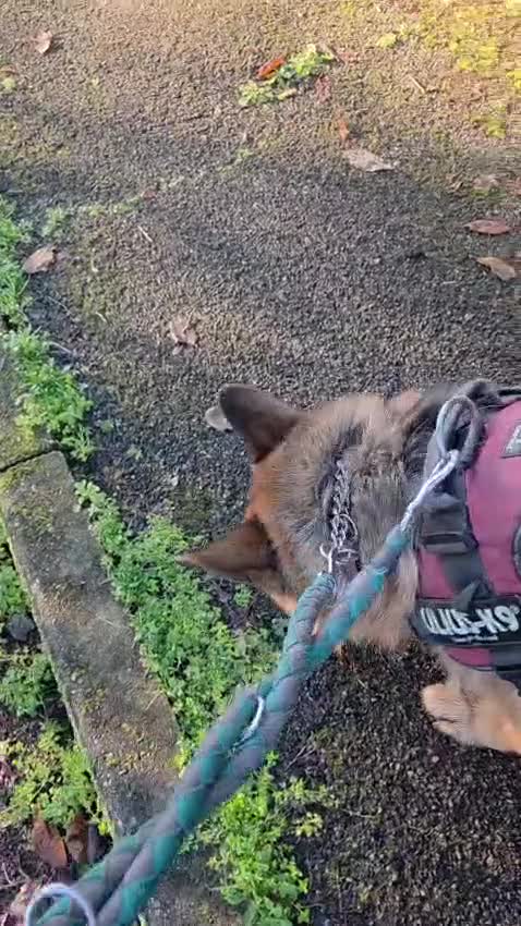 Meticcio cani in regalo: IBRA PASTORE TEDESCO - Video 1