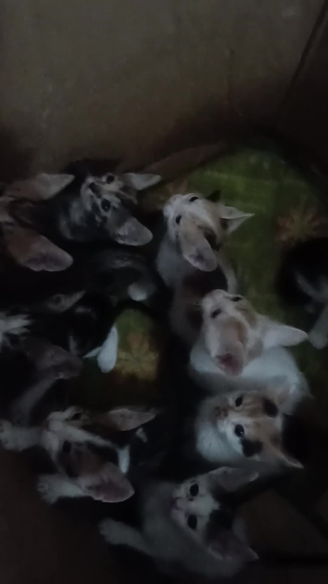 Altre razze gatti in regalo: Gattini da regalare - Video 1