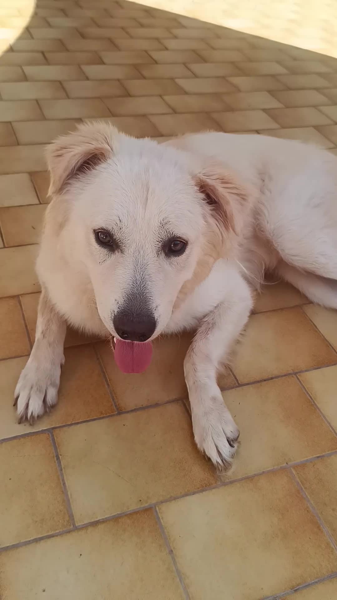 Meticcio cani in regalo: Simil maremmano  - Video 1