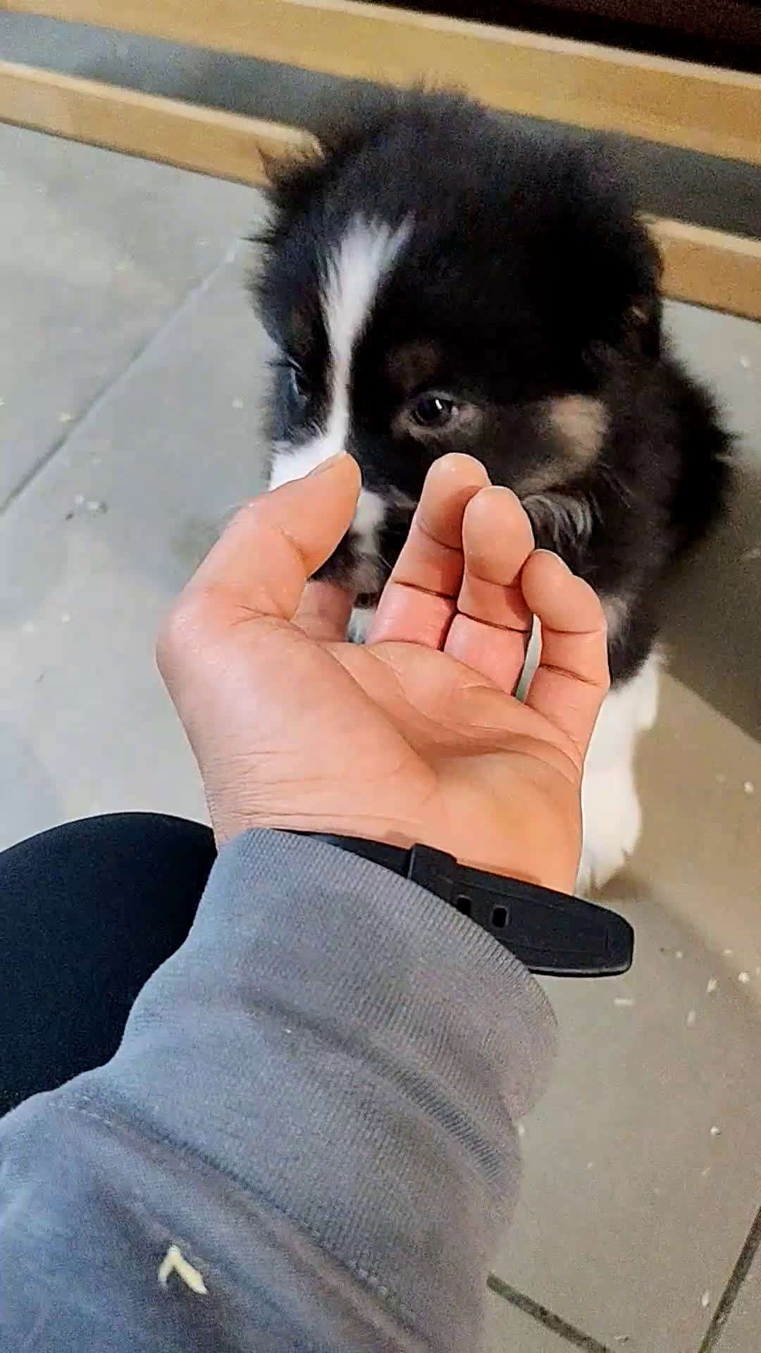 Australian Shepherd cani in vendita: Amorevoi Cuccioli Pastore Australiano (Aussi) - Video 1