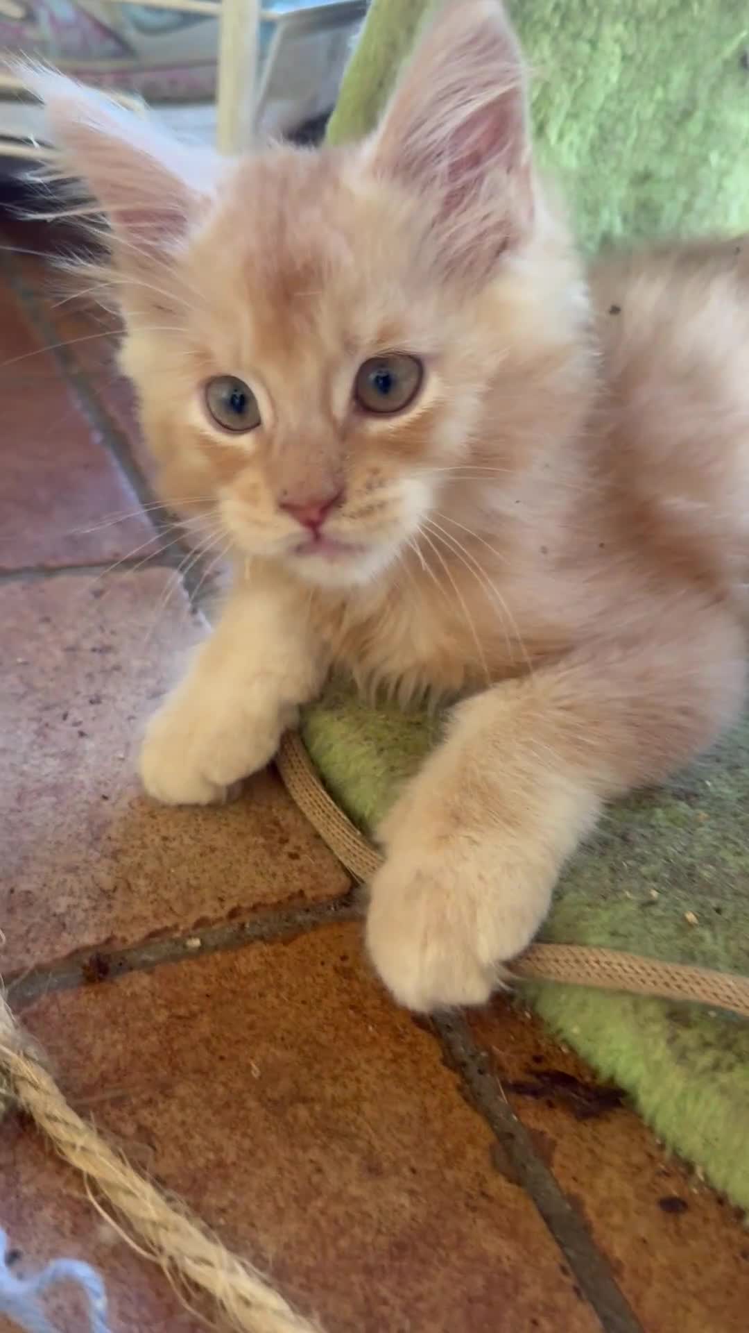 Maine Coon gatti in vendita: MAINE COON RED-WHITE PEDIGREE RIPRODUZIONE 3 rate  - Video 2