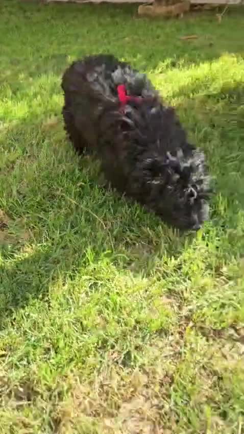 Barboncino cani in regalo: Bibi: barboncino Toy socievole con tutti - Video 4