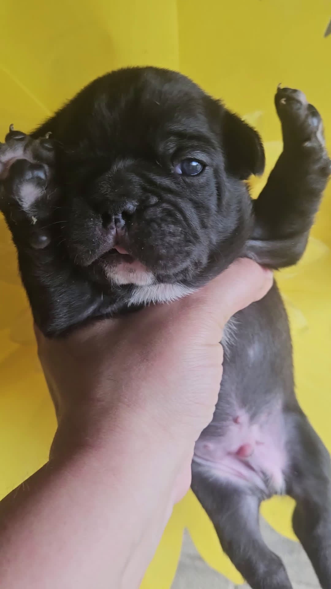 Bulldog Francese cani in vendita: Bulldog francese esotici - Video 2