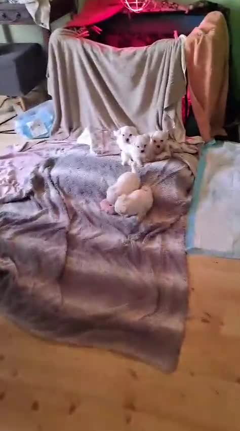 Maltese cani in vendita: Maltesini - Video 1