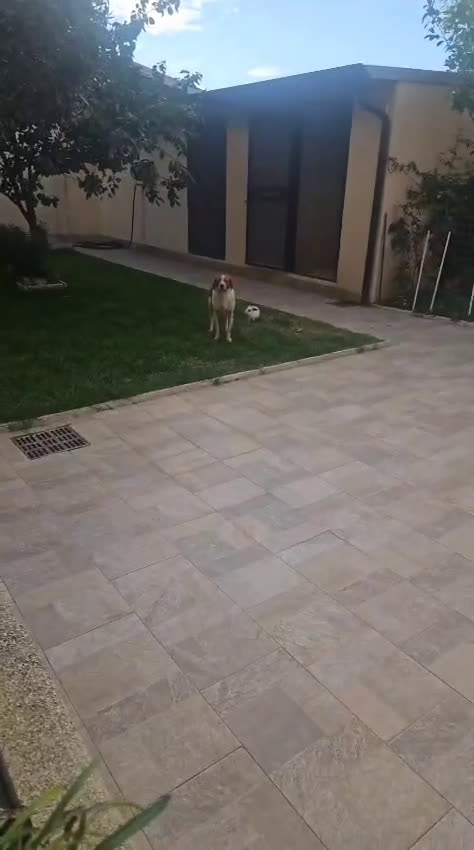 Breton cani in regalo: Tommy: giovane bretoncino socievole equilibrato  - Video 1