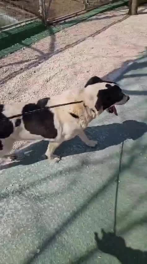 Meticcio cani in regalo: Coffee: super dolce, amico di tutti  - Video 2