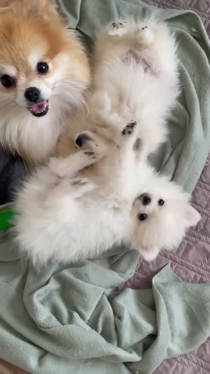 Volpino Pomerania cani in vendita: Cuccioli spitz nano / pomerania  - Video 1