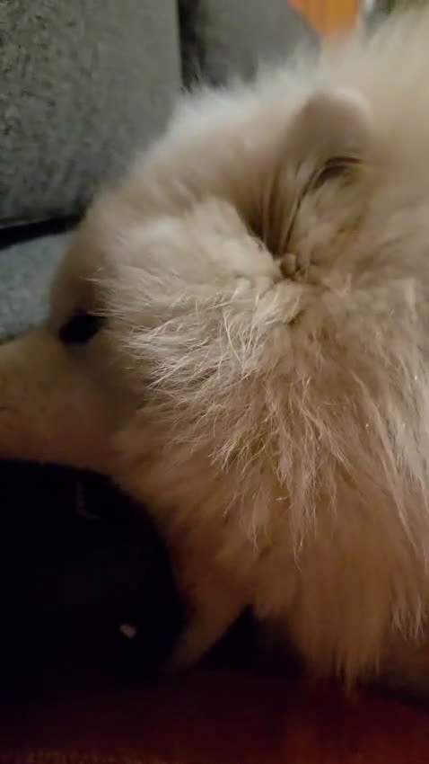 Samoiedo cani per accoppiamento: Cercasi maschio di samoiedo per accoppiamento - Video 1