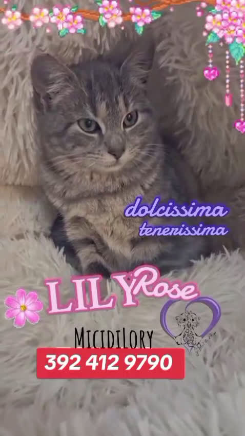 Europeo gatti in regalo: 𝗟𝗶𝗹𝗶 𝗥𝗼𝘀𝗲 💞𝗔𝗗𝗢𝗧𝗧𝗔 𝗟' 𝗔𝗠𝗢𝗥𝗘! - Video 1