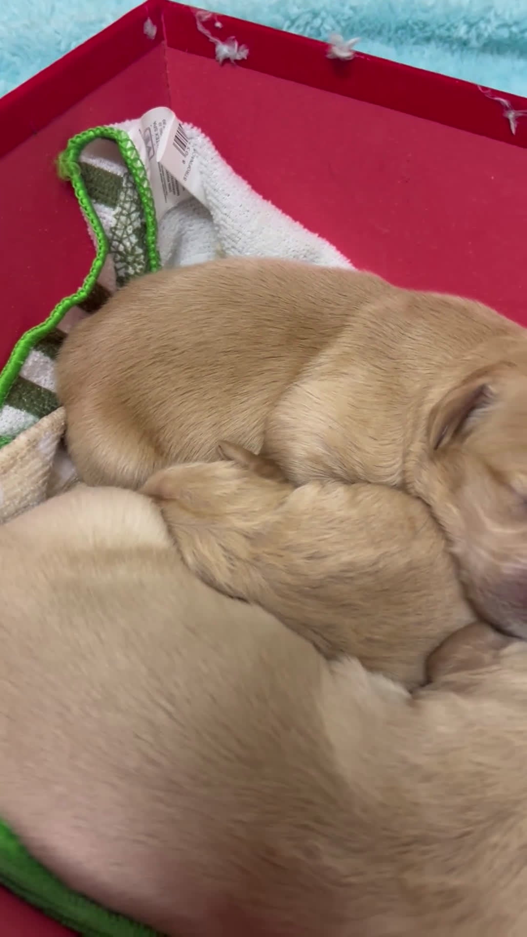 Golden Retriever cani in vendita: Golden Retrivers americani  - Video 1