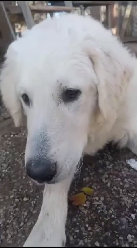 Pastore Maremmano cani in regalo: ADOZIONE URGENTE MARSHALL  - Video 1