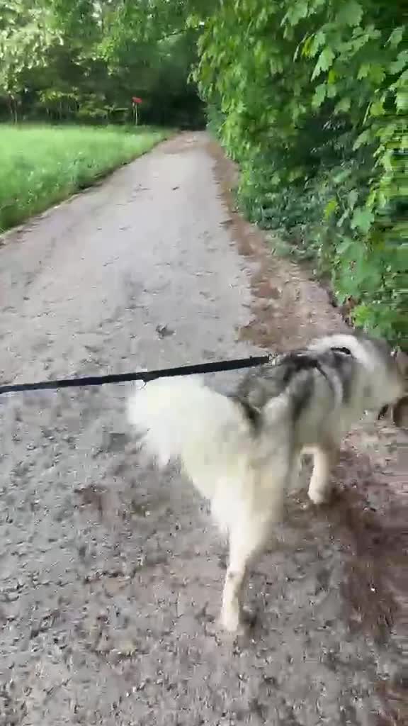 Husky cani in regalo: Donut, una splendida Husky - Video 1