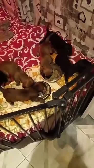 Levriero cani in vendita: LEVRIERO AFGANO BELLISSIMI CUCCIOLI - Video 1