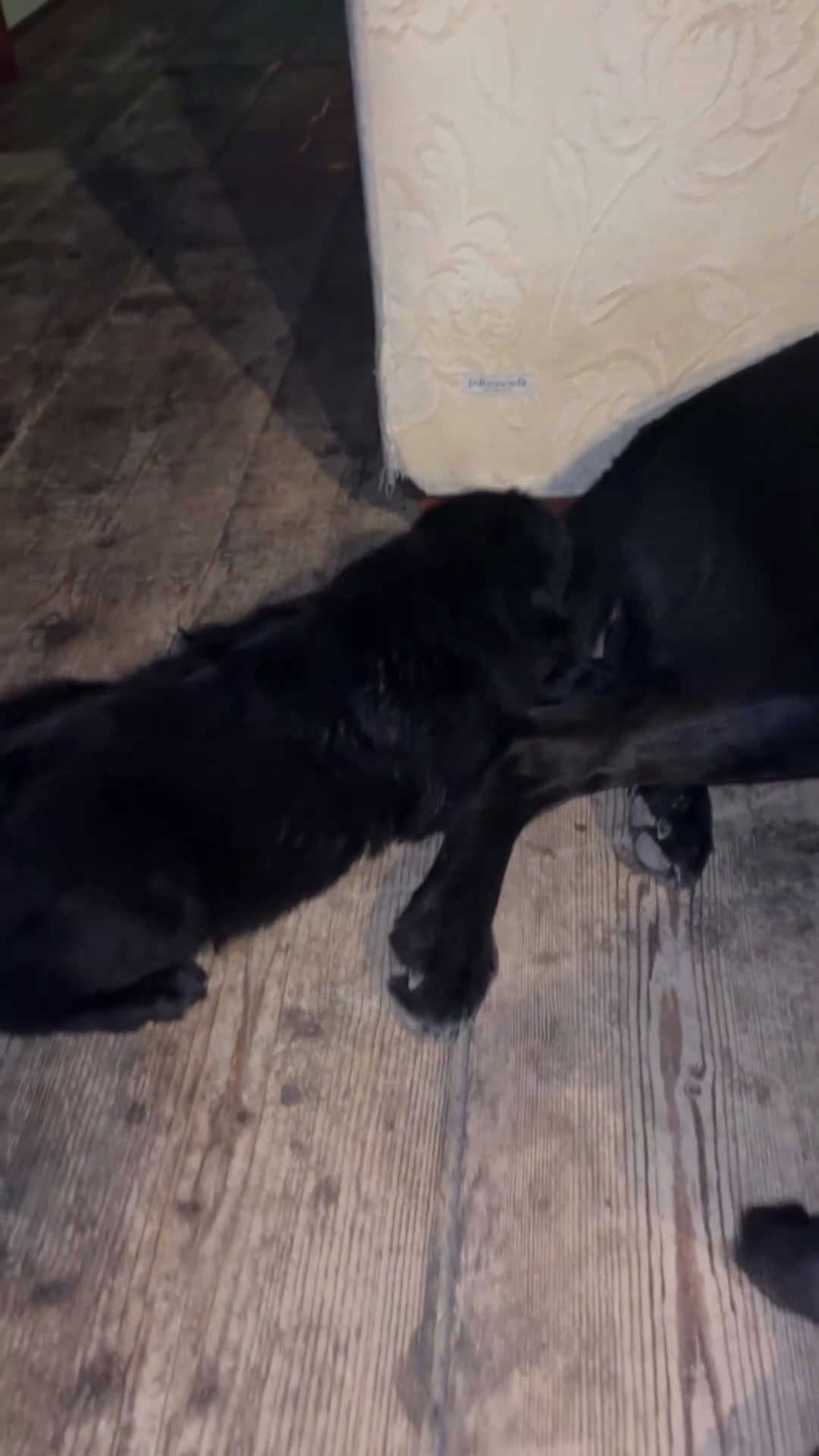 Meticcio cani in regalo: Incrocio tra due Husky/weimaraner - Video 2