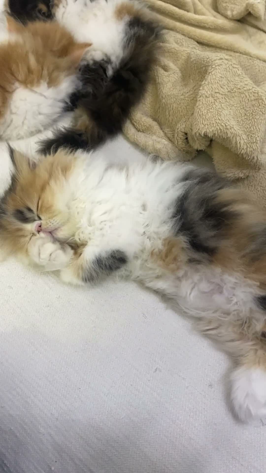 Persiano gatti in vendita: Gattine Persiane ipertipiche - Video 1