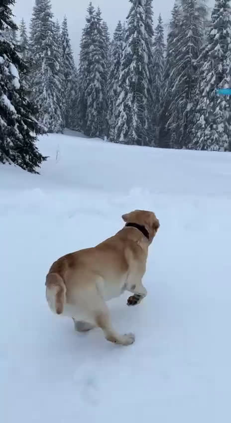 Labrador cani per accoppiamento: Per la monta, stupendo Labrador maschio - Video 3