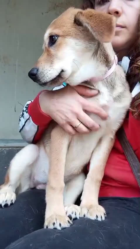Meticcio cani in regalo: Florilla, taglia media! (4 mesi)  - Video 1