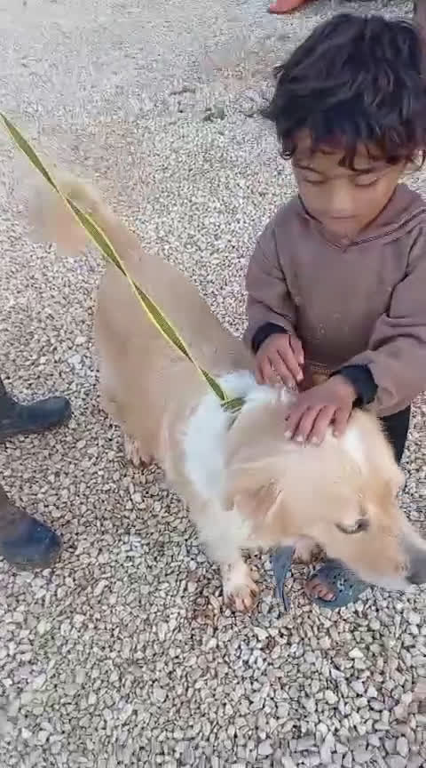 Meticcio cani in regalo: River, un amore di simil Golden Retreiver - Video 1