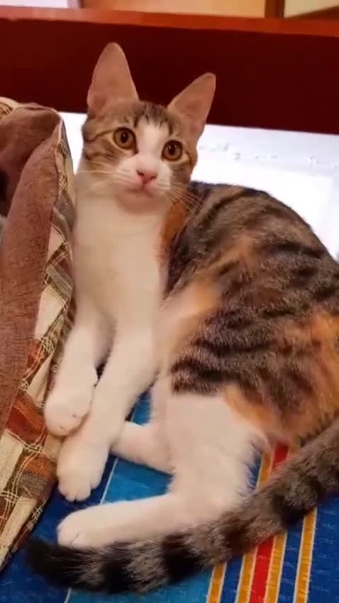 Europeo gatti in regalo:   PELU   E PAMY DOLCISSIMI GATTINI  - Video 1