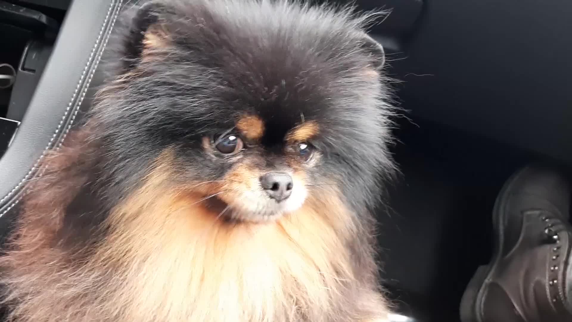 Spitz cani in vendita: Spitz di Pomerania black&tan femmina  - Video 1